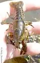 Spiny-Cheek Crayfish - photo 2