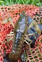 Spiny-Cheek Crayfish - photo 3