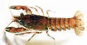 Spiny-Cheek Crayfish - photo 4