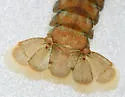 Spiny-Cheek Crayfish - photo 5