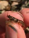 Faxonius luteus