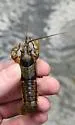 Ringed Crayfish