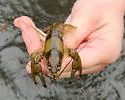 Ringed Crayfish - photo 2