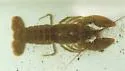 Allegheny Crayfish
