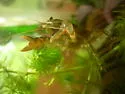 Northern Clearwater Crayfish