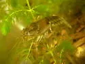 Northern Clearwater Crayfish - photo 2
