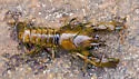Northern Clearwater Crayfish - photo 3