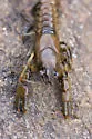 Northern Clearwater Crayfish - photo 4