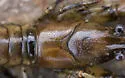 Northern Clearwater Crayfish - photo 5
