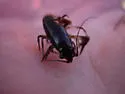 Rusty Crayfish
