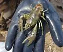 Rusty Crayfish - photo 2