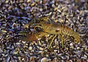 Rusty Crayfish - photo 3