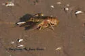 Rusty Crayfish - photo 4
