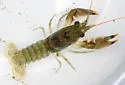 Rusty Crayfish - photo 5