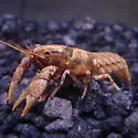 Powerful Crayfish