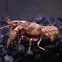 Powerful Crayfish - photo 2