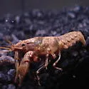 Powerful Crayfish - photo 3