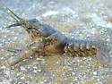 Powerful Crayfish - photo 4