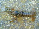 Powerful Crayfish - photo 5