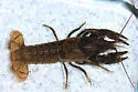Virile Crayfish