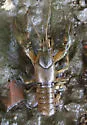 Virile Crayfish - photo 2