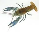 Virile Crayfish - photo 3