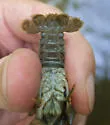 Virile Crayfish - photo 4