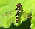 Fazia micrura