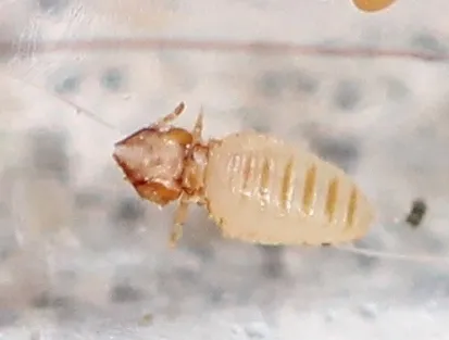 Cat Biting Louse - photo 2