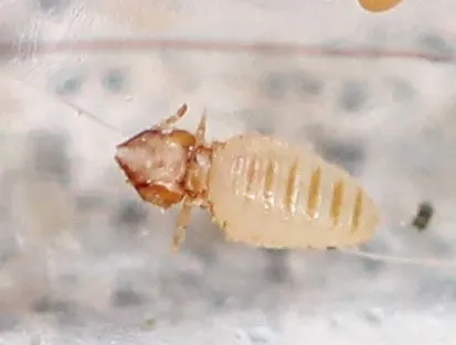 Cat Biting Louse - photo 3