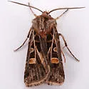 Feltia evanidalis - Hodges#10672