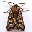 Feltia evanidalis - Hodges#10672 - photo 3