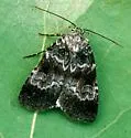 Knee-joint Dart Moth - Hodges#10680
