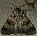 Knee-joint Dart Moth - Hodges#10680 - photo 2