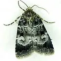 Knee-joint Dart Moth - Hodges#10680 - photo 3