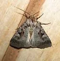 Knee-joint Dart Moth - Hodges#10680 - photo 4