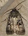 Knee-joint Dart Moth - Hodges#10680 - photo 5