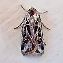Feltia inyoca - Hodges#10670.1 - photo 2