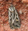 Dingy Cutworm Moth - Hodges#10670