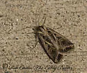 Dingy Cutworm Moth - Hodges#10670 - photo 2