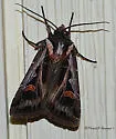 Dingy Cutworm Moth - Hodges#10670 - photo 3