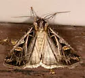 Dingy Cutworm Moth - Hodges#10670 - photo 4