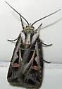Dingy Cutworm Moth - Hodges#10670 - photo 5
