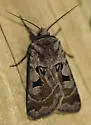 Feltia mollis - Hodges#10644