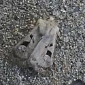 Feltia mollis - Hodges#10644 - photo 2