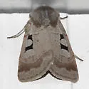 Feltia mollis - Hodges#10644 - photo 3