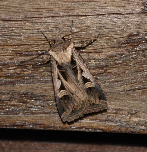 Subgothic Dart - Hodges#10674