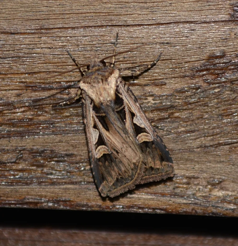 Subgothic Dart - Hodges#10674 - photo 2