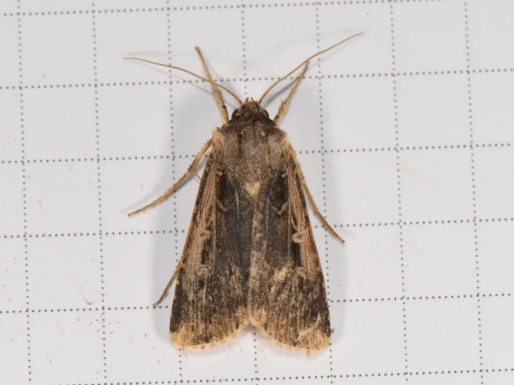 Subterranean Dart - Hodges#10664 - photo 2