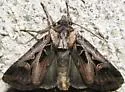 Tricose Dart - Hodges#10675